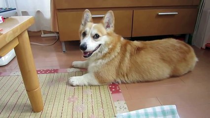 「プールで遊ぶ？」に喜ぶコーギー花さん（hana-san♀）