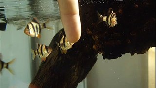 First time i fed my fish with live food- mosquito larvae