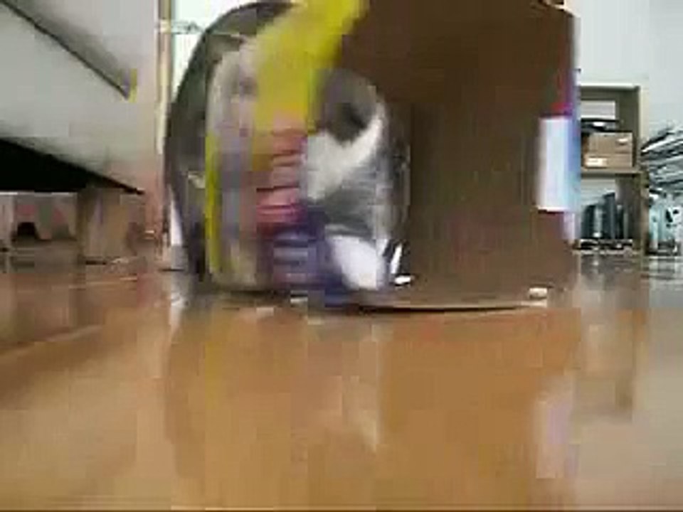 Веселый котэ