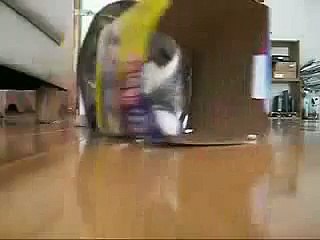 Веселый котэ