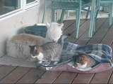 Lacey the alpaca cuddles with the cats! She may even think she is a cat!