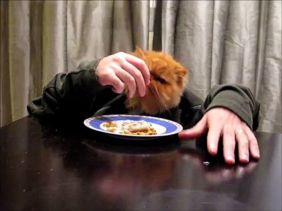 Cat Eating With Hands