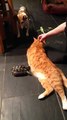 Une tortue harcèle un chat