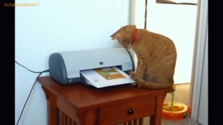 FUNNY VIDEOS: Funny Cats - Funny Fails - Funny Animals - Cat Funny Videos