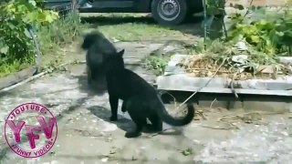 The Best Pranks And Failures: Dog vs Cat Funny Videos
