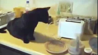 funny animal videos, funny cats Compilation 2015