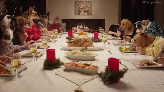 13 Dogs and 1 Cat Eating with Human Hands