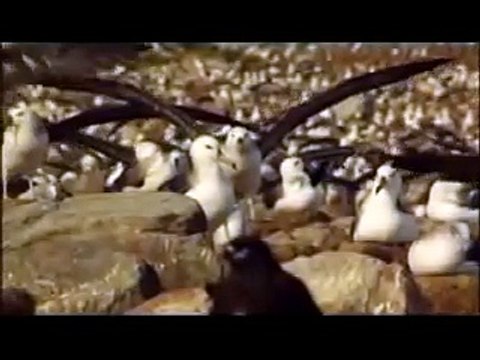 Great Migrations on National Geographic Channel