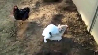 Funny Animal Videos  funny fail video 2014 Part1