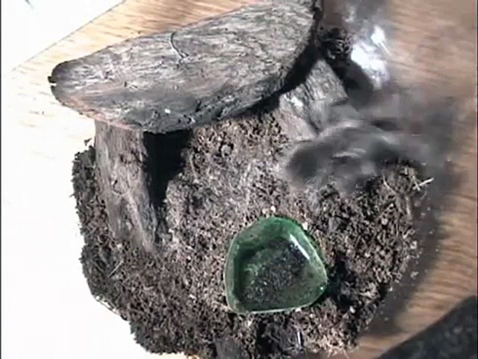 Lasiodora parahybana hunting