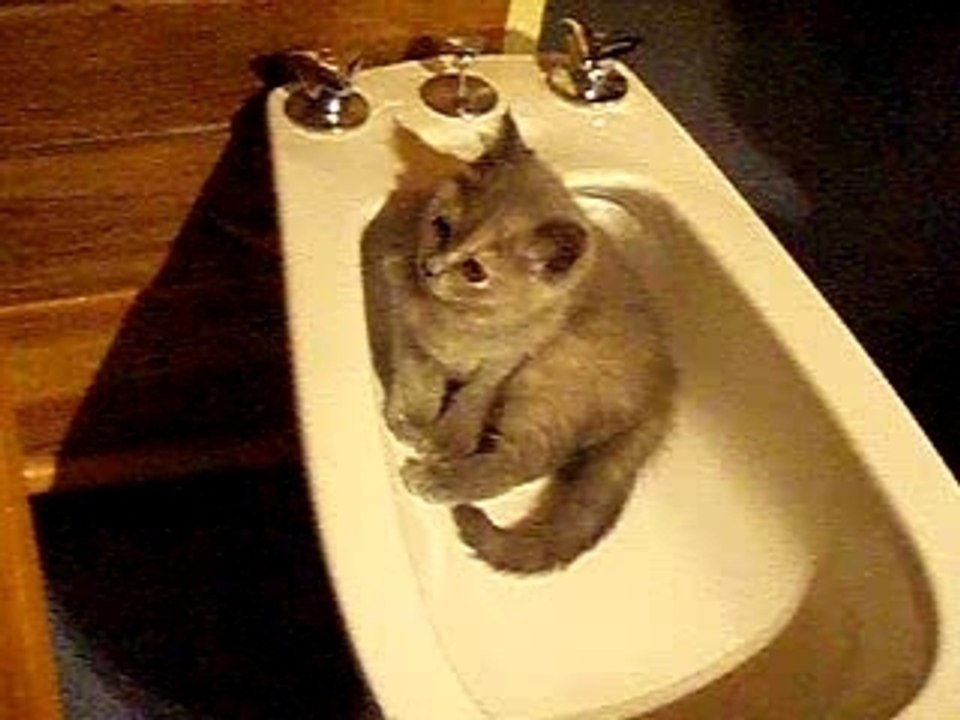 toujours mon bidet