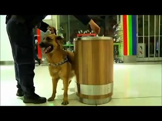 Send In The Dogs Australia S01E03 Part 1 of 2