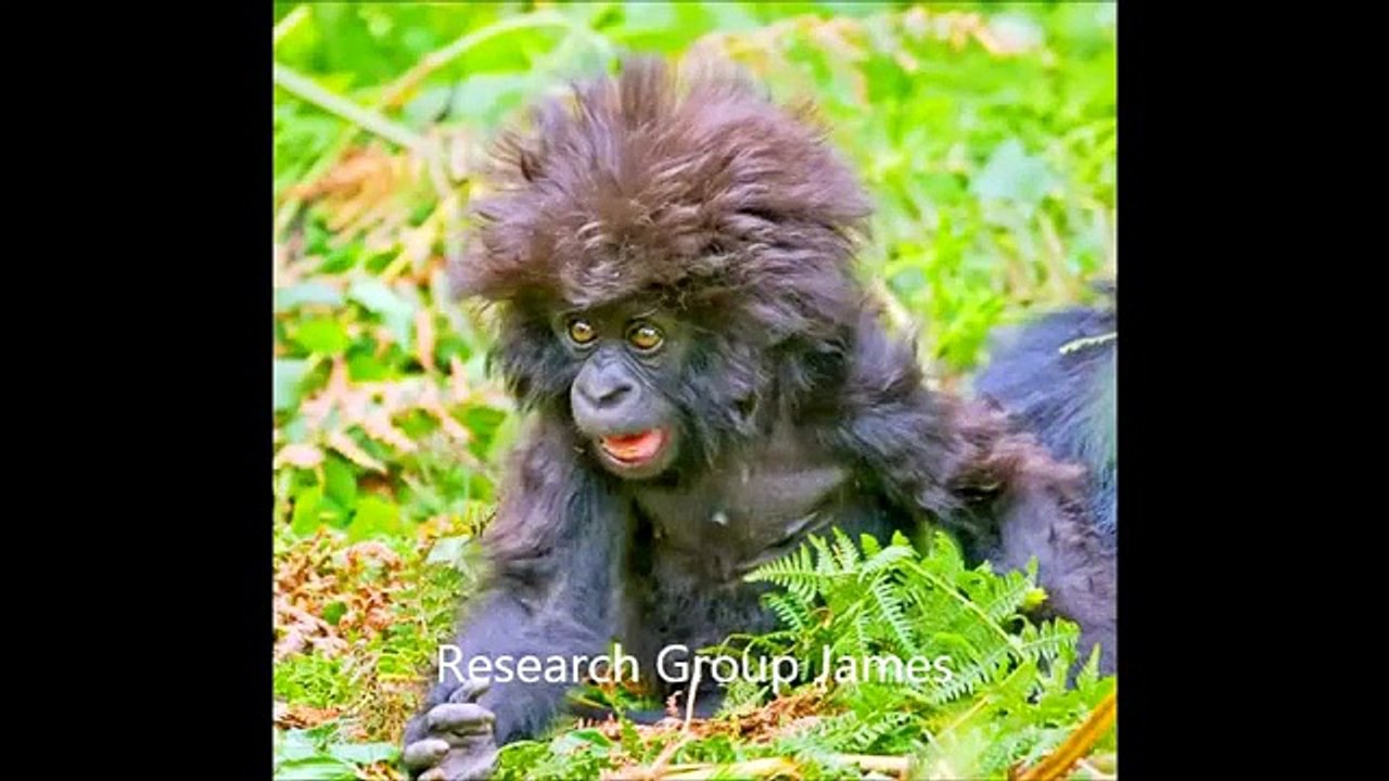 Funny and Cute Animal Compilation 2015