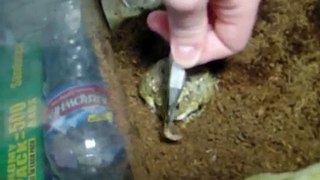 Feeding Pixie Frog