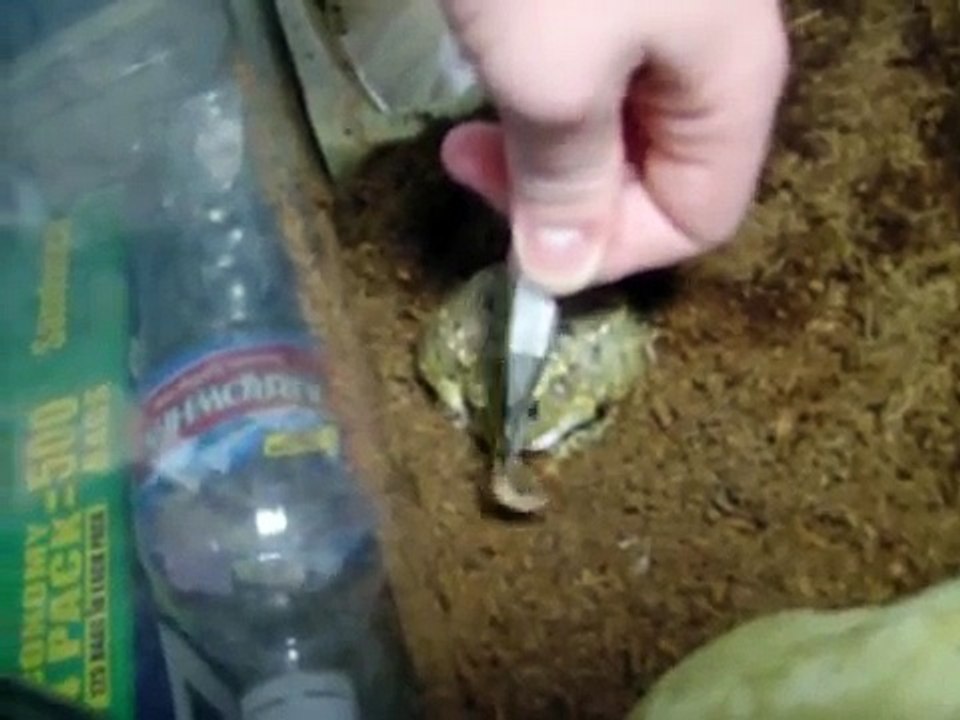 Feeding Pixie Frog