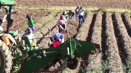 Cosecha de papa en Huancayo,Perú