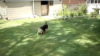 Training ROCKET -the killer attack dog