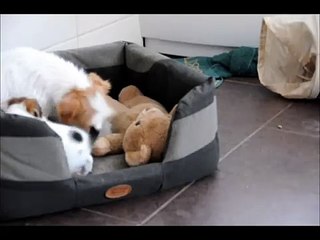 Shadow filosofin: Jack Russelvalpar.