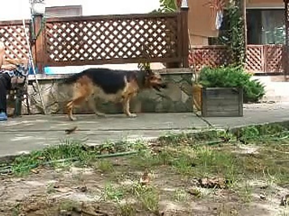 Jessy a német juhász - clicker training