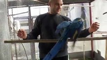 Papagali vorbitori Ara Jako www.pasari-exotice.com Marele alexandru, Crescatorie de papagali