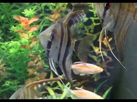 Tropical freshwater aquarium fish