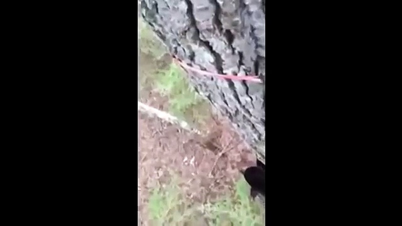 мужик стальные яйца, или однажды в лесу