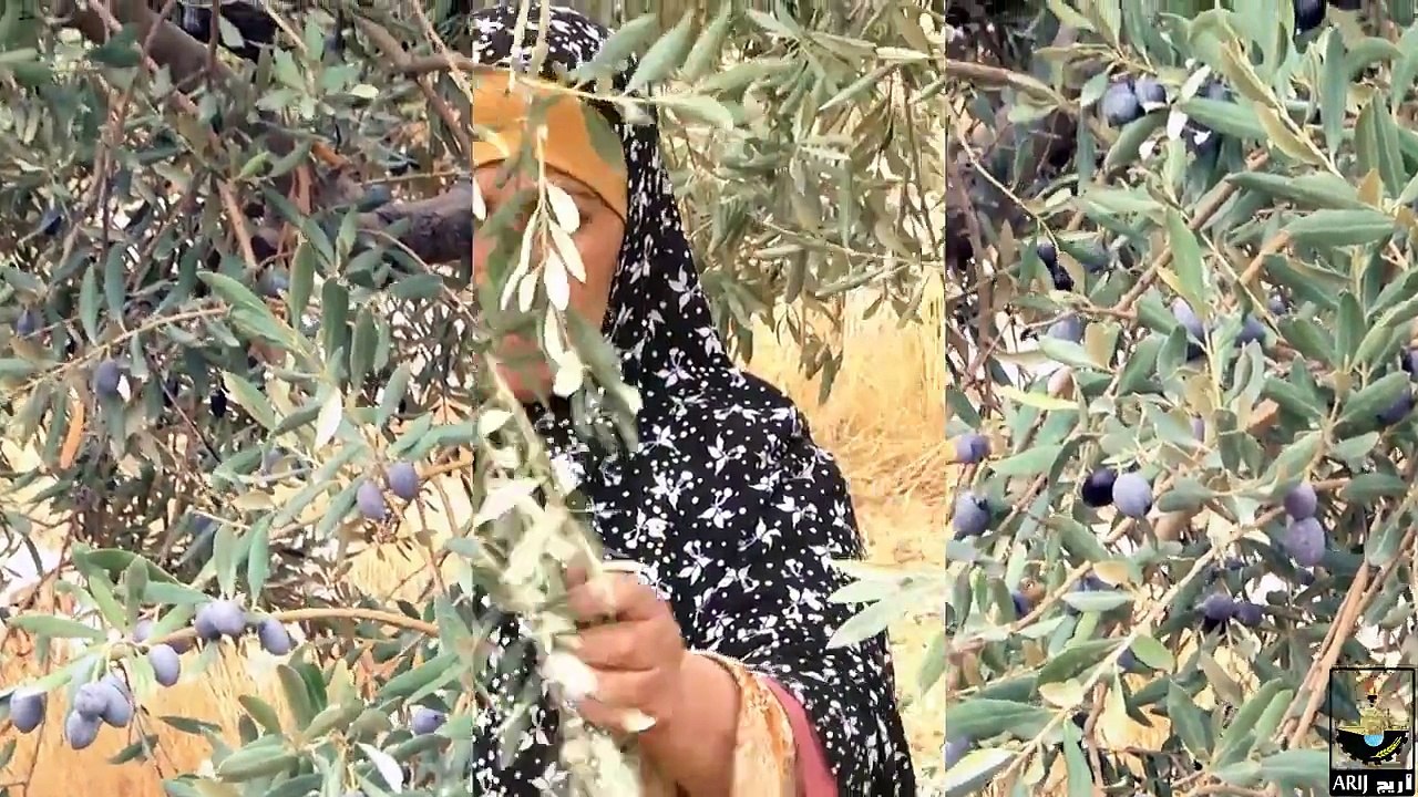 Olitreva "Capacity Building for Sustainable Treatment and Valorization of Olive Mill Waste"