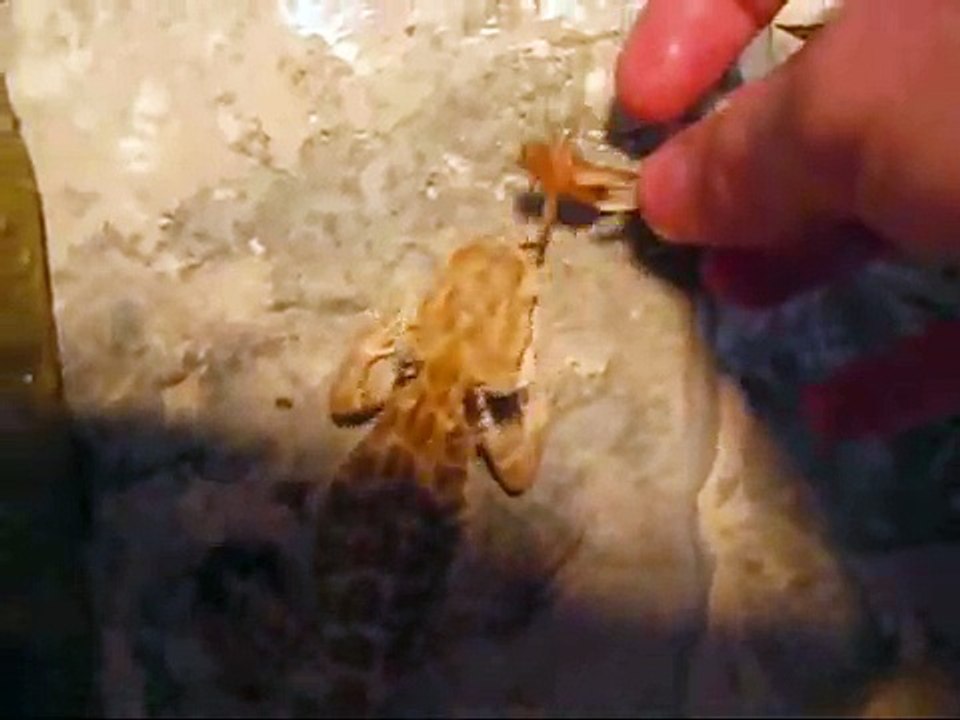 Bearded Dragon devours its cricket prey