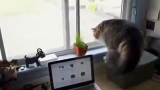 New Funny Animal Videos Compilation 2014   Cat Spots Something Outside Funny Videos