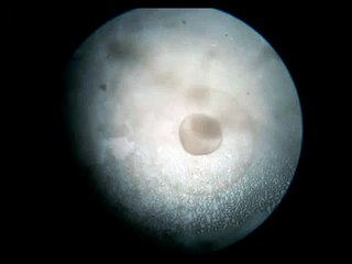 Desarrollo embrionario de Cachama (Piaractus brachypomus)