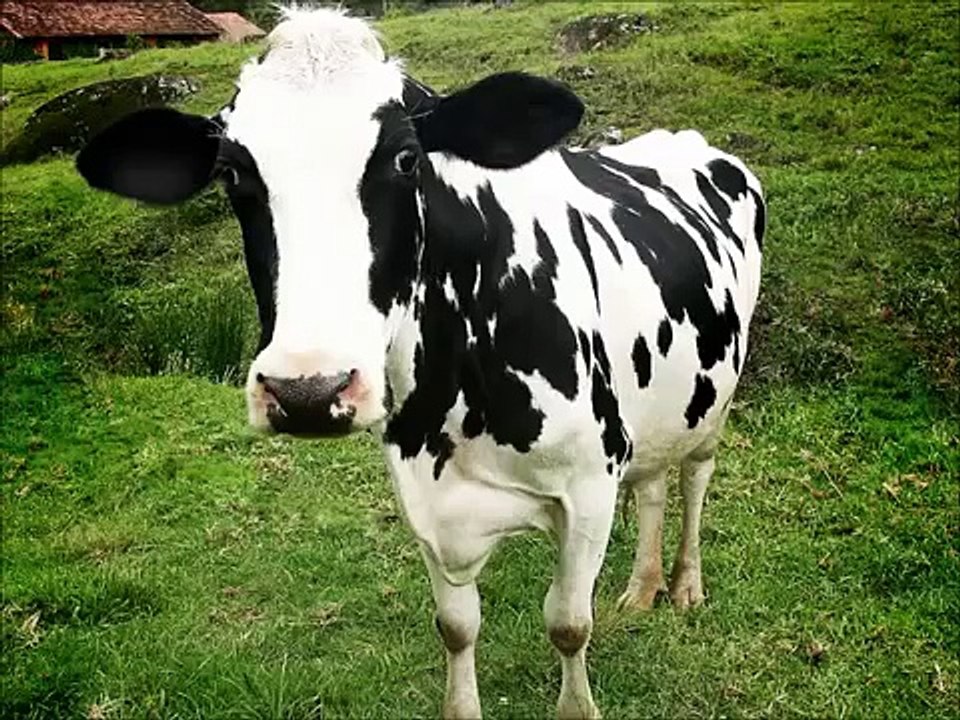 The Animal Sounds Songs