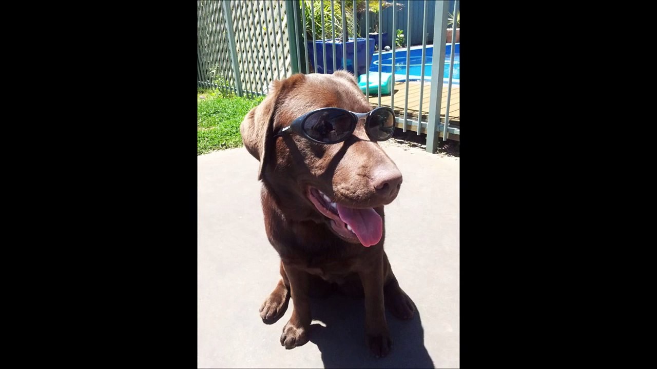 Labrador Puppy Time Lapse 8 Weeks to 1 Year