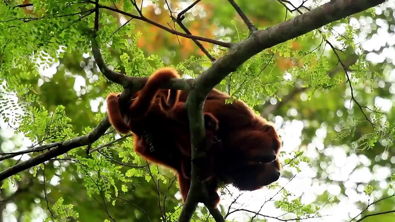 Documentação de vida selvagem - Fauna e Flora Documentários
