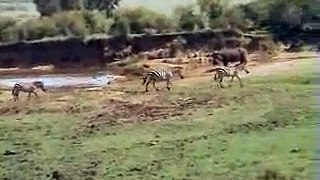 Masai Mara compilation Part two