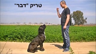 סרטון סיום קורס מאלפי כלבים בחברת LADOG