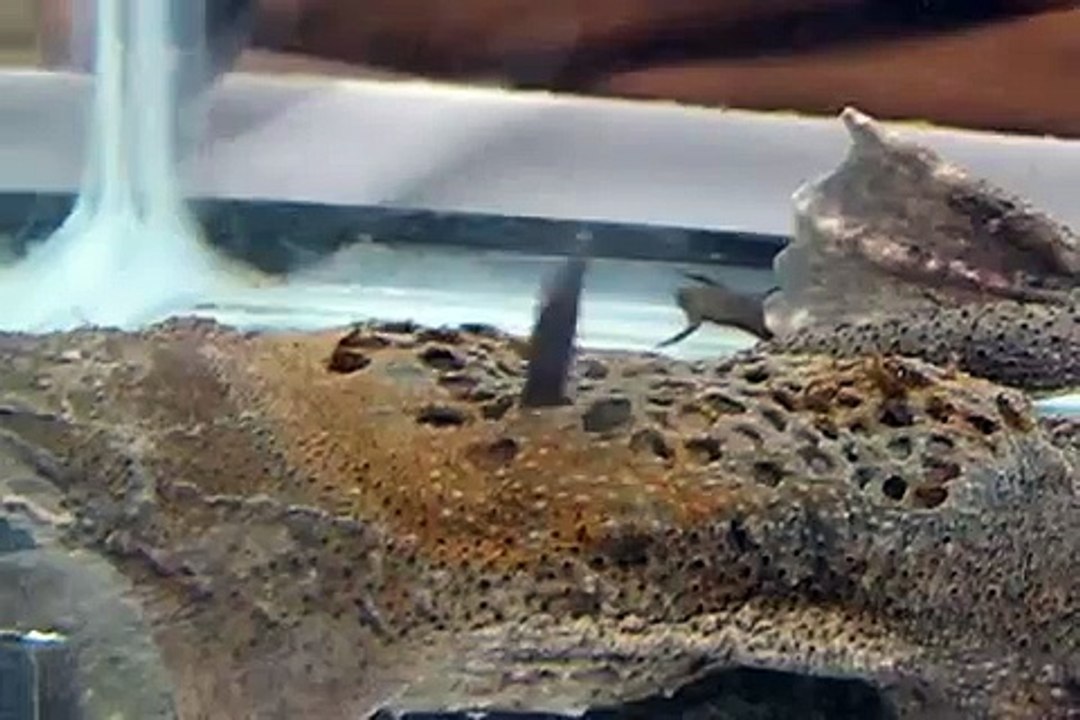 Große Wabenkröte mit Babys