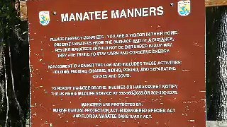 Manatee Petting Zoo