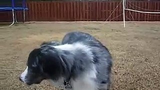 Head Tremor in Dog