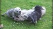 Mother and Puppies really cute Dandie Dinmont Terriers playing in Garden