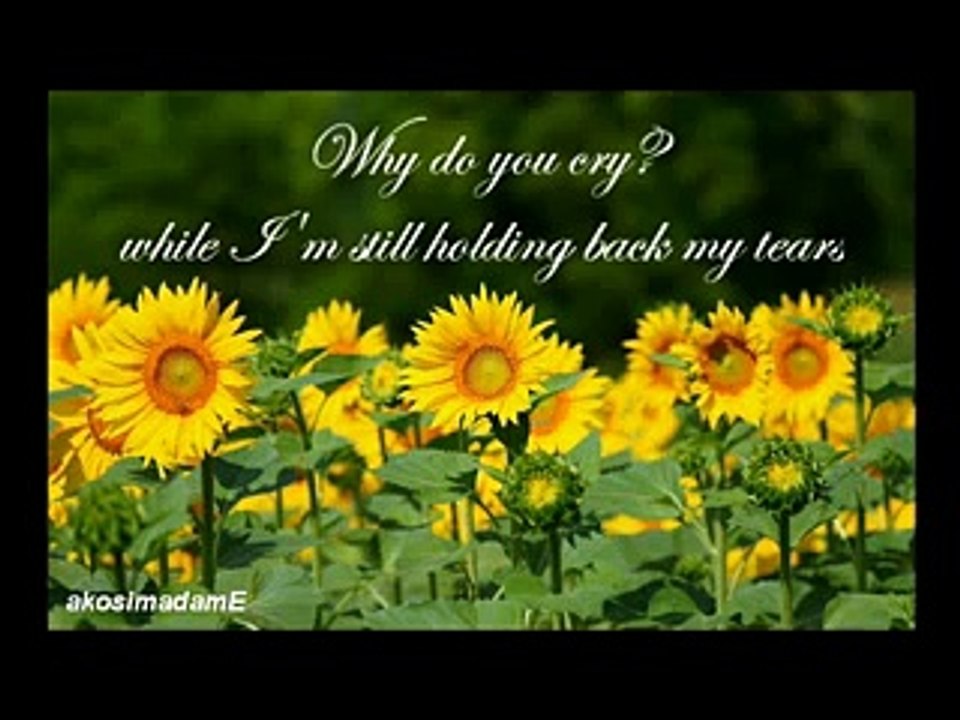 Himawari no Yakusoku (Sunflower Promise) ENGLISH Lyrics Cover