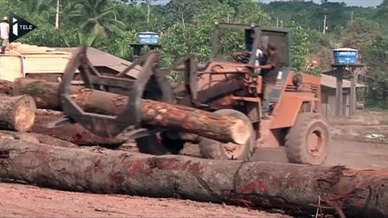 Le taux de destruction des forêts est en baisse