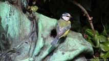 Blaumeise beim Frühjahrsputz - Eurasian blue tit - Parus/Cyanistes caeruleus (1080p HD)