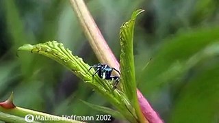 Kleine Springspinne im Bergregenwald bei Ruteng auf Flores, jumping spider