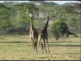 Luta de girafas giraffes fighting in Tanzania