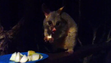Peanut the Brushtail Possum and Bunni the Cat