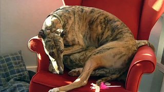 Greyhound Poses