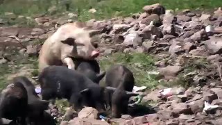 PIG making love