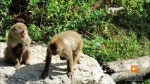 soins maternels bébés macaques japonais maternal care Japanese macaques babies Zoo suavage de St Fél