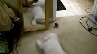 超可爱！照镜子的小狗