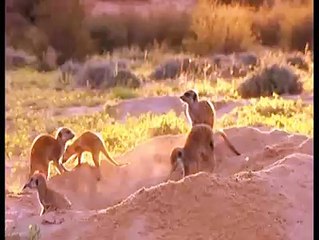 meerkat manor moving home